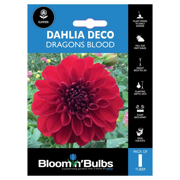 Picture of DAHLIA DRAGONS BLOOD 1PK