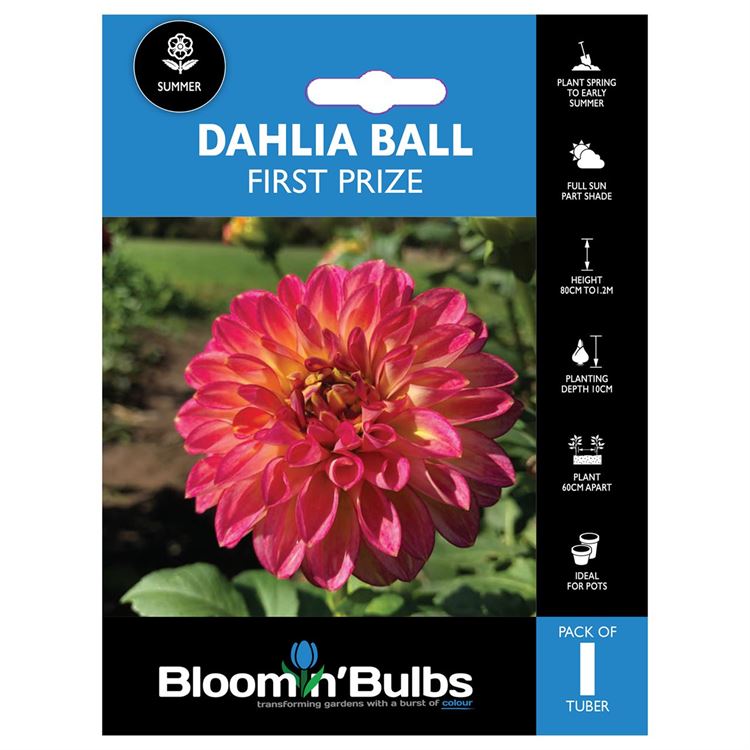 Picture of DAHLIA FIRST PRIZE 1 PK