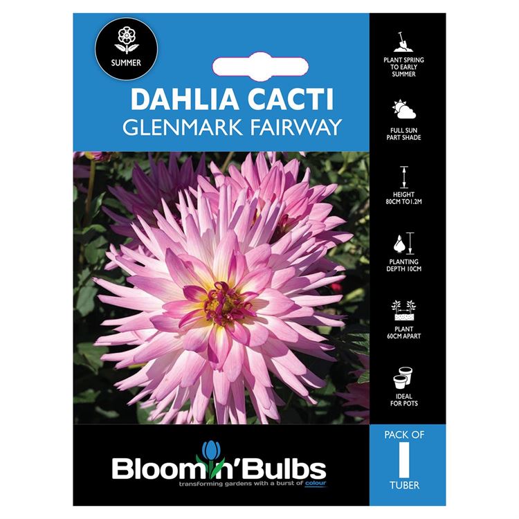 Picture of DAHLIA GLENMARK FAIRWAY 1 PK