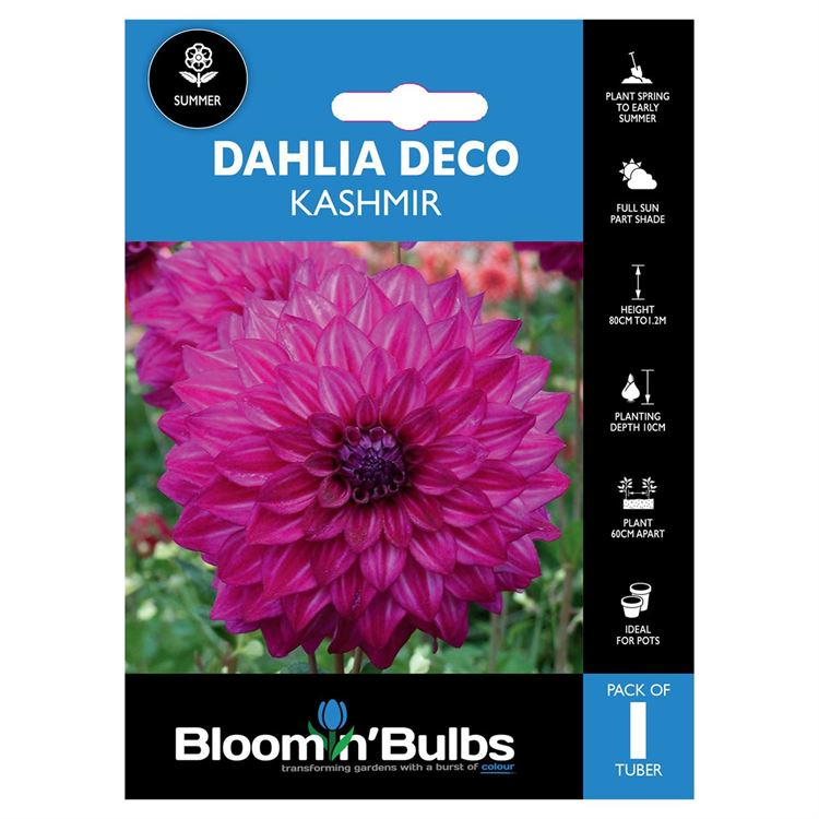 Picture of DAHLIA KASHMIR 1 PK