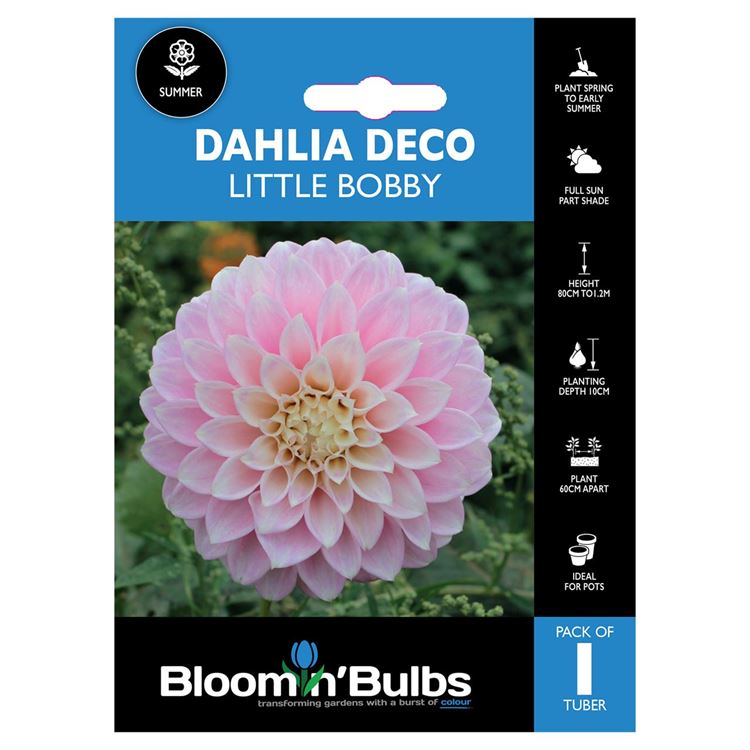 Picture of DAHLIA LITTLE BOBBY 1 PK