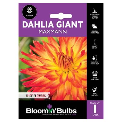 Picture of DAHLIA MAXMANN 1pk