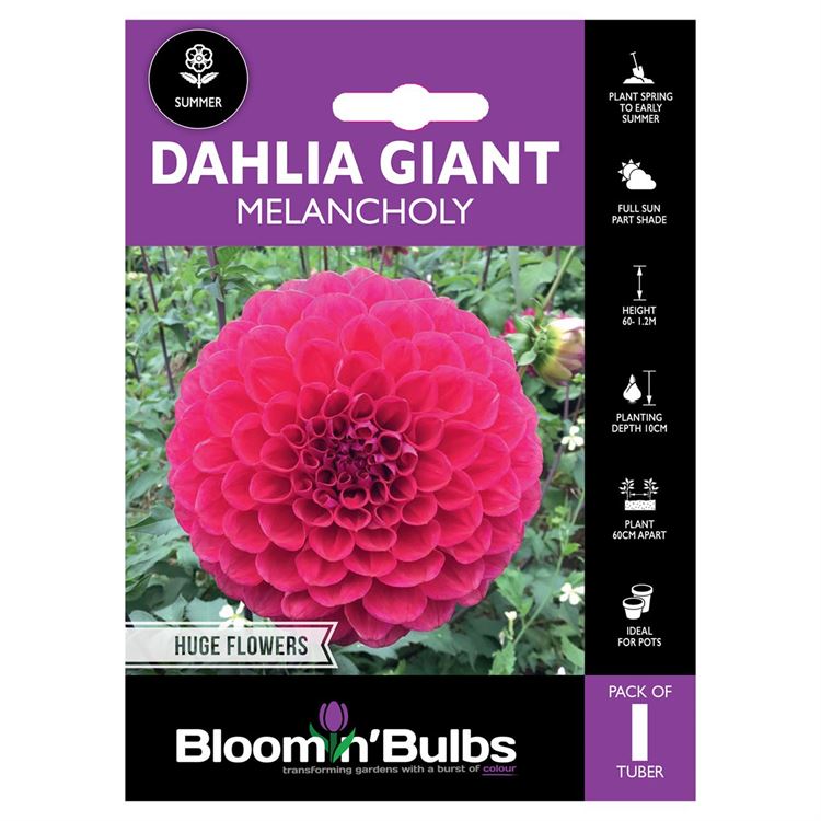 Picture of DAHLIA MELANCHOLY 1 PK