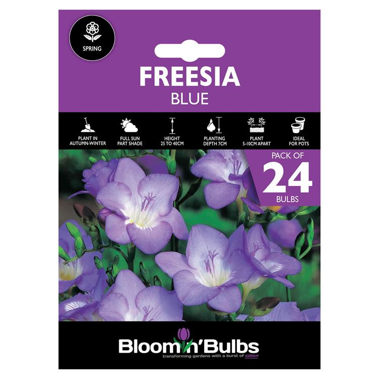 Picture of FREESIA BLUE 24pk