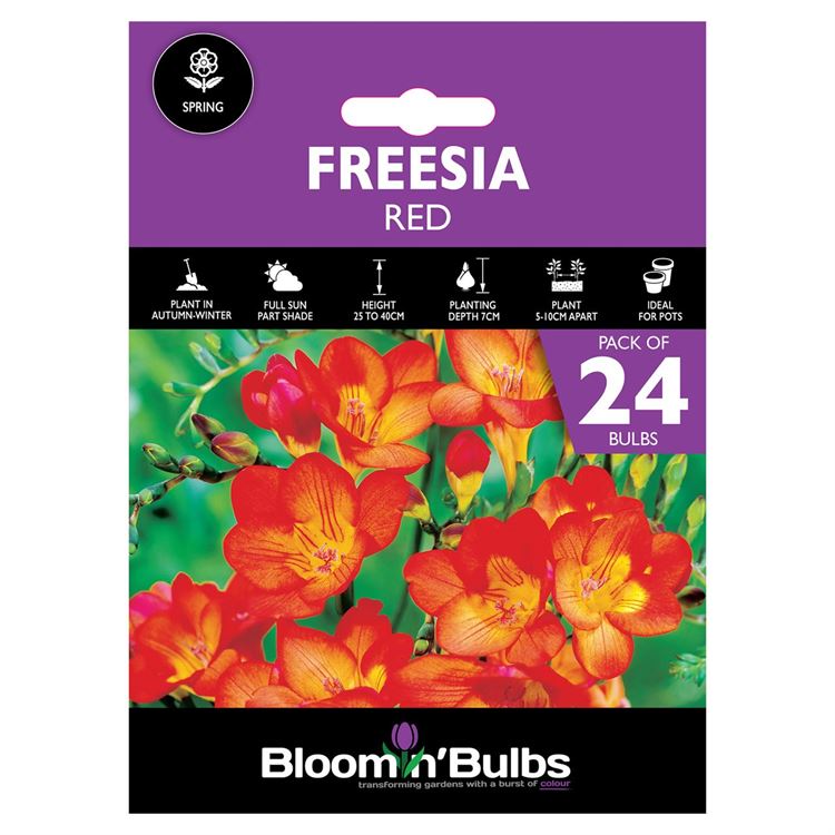 Picture of FREESIA RED 24pk