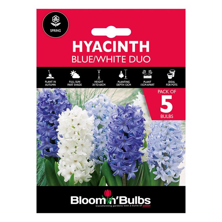 Picture of HYACINTH DUO - BLUE & WHITE 5pk