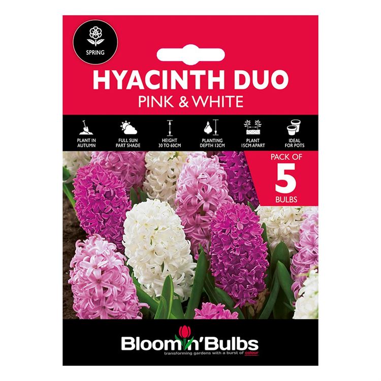 Picture of HYACINTH DUO - PINK & WHITE 5pk