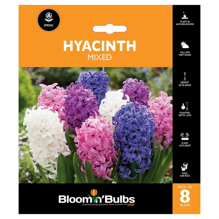 Picture of HYACINTH MIXED 8PK