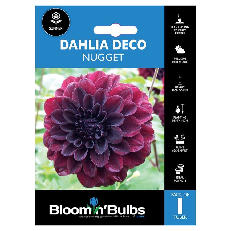 Picture of DAHLIA NUGGET 1pk