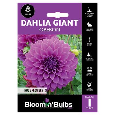 Picture of DAHLIA OBERON 1PK