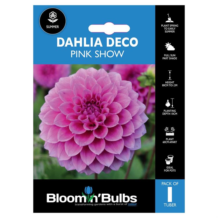 Picture of DAHLIA PINK SHOW 1pk