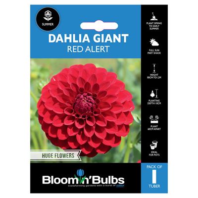 Picture of DAHLIA RED ALERT 1pk