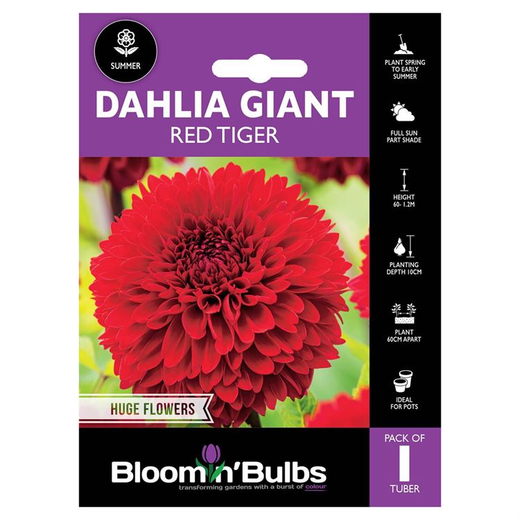 Picture of DAHLIA RED TIGER 1pk