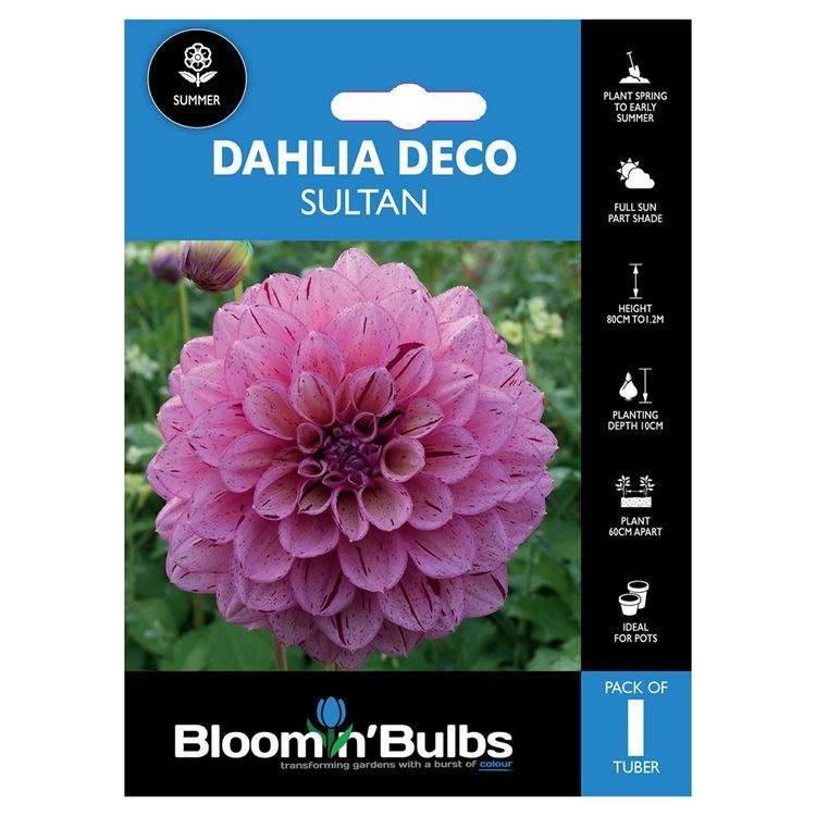 Picture of DAHLIA SALTAN 1pk