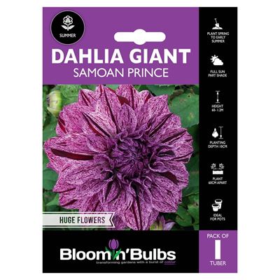 Picture of DAHLIA SAMOAN PRINCE 1pk