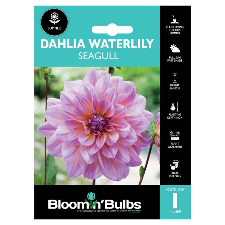 Picture of DAHLIA SEAGULL 1pk