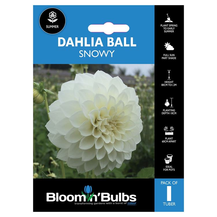 Picture of DAHLIA SNOWY 1pk