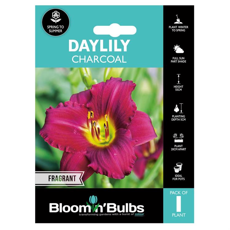 Picture of DAYLILY CHARCOAL 1pk