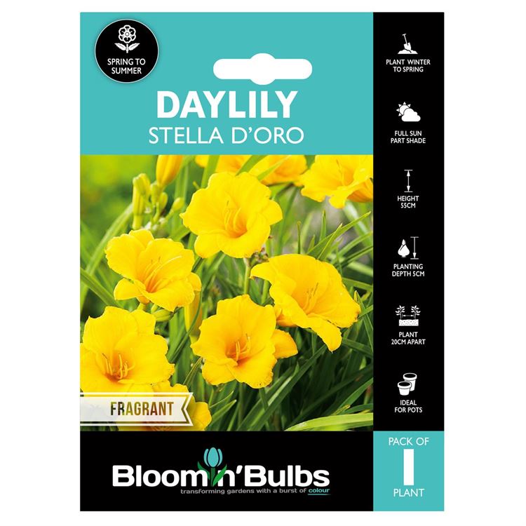 Picture of DAYLILY STELLA D'ORO 1pk