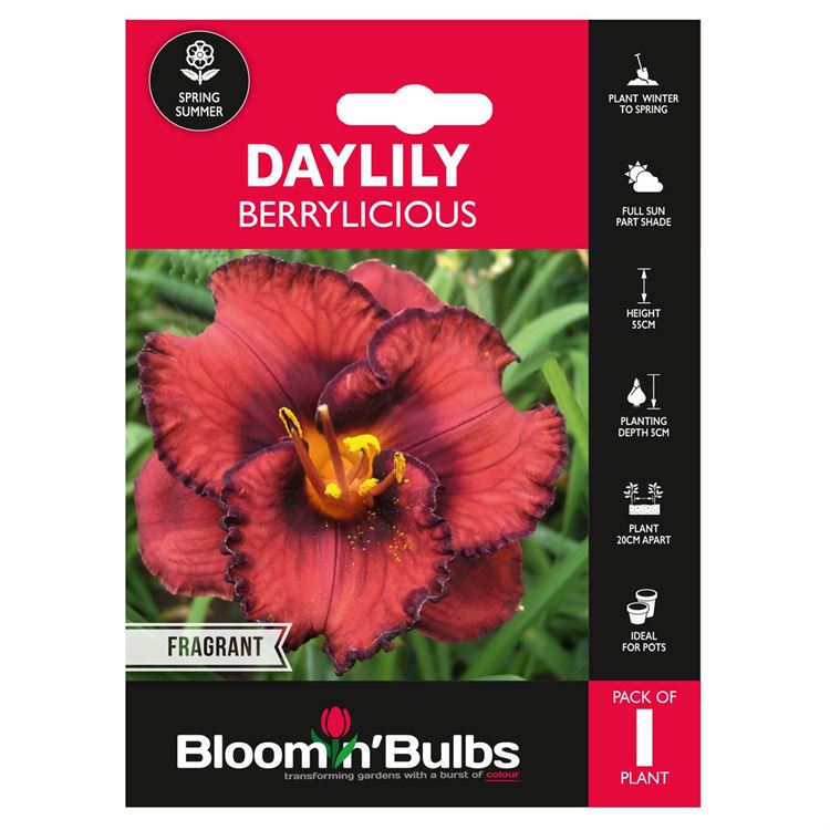 Picture of DAYLILY BERRYLICIOUS 1pk