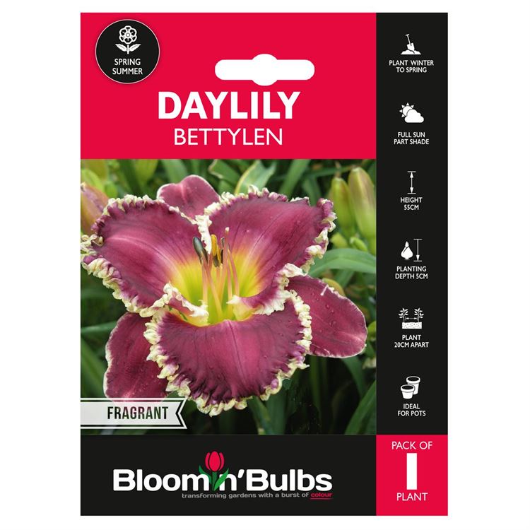 Picture of DAYLILY BETTYLEN 1pk