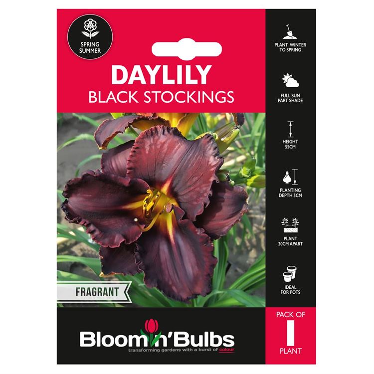 Picture of DAYLILY BLACK STOCKINGS 1pk