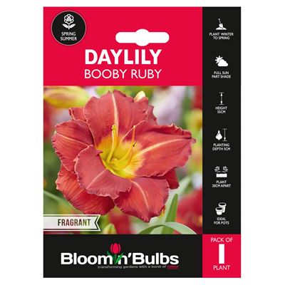 Picture of DAYLILY BOOBY RUBY 1pk