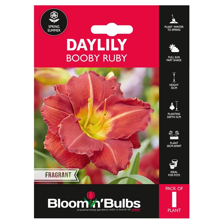 Picture of DAYLILY BOOBY RUBY 1pk