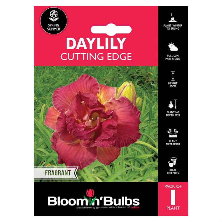 Picture of DAYLILY CUTTING EDGE 1pk