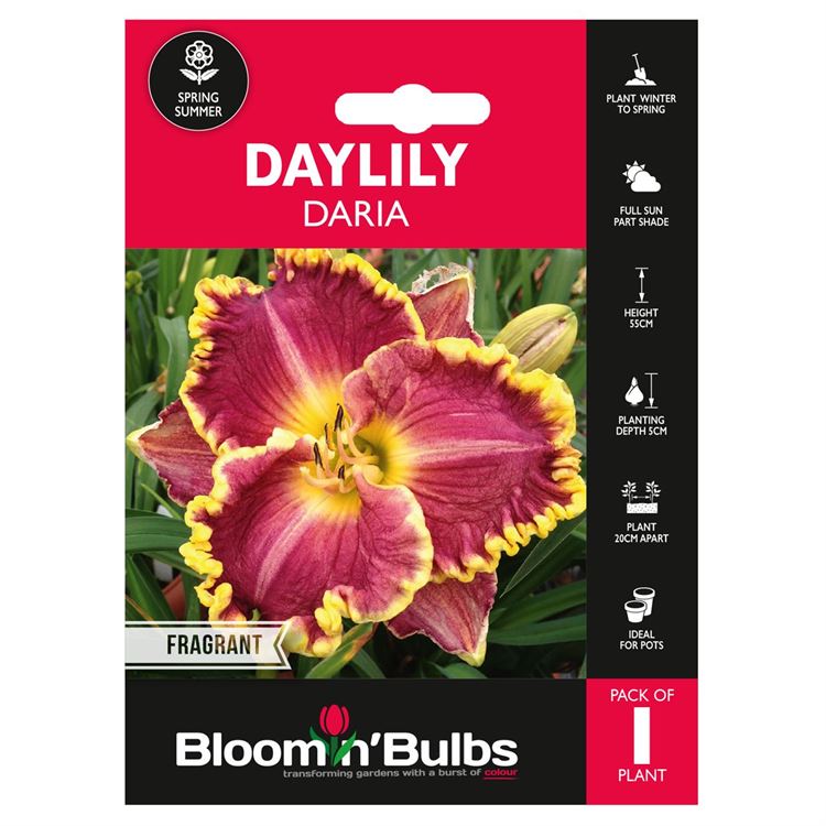 Picture of DAYLILY DARIA 1pk