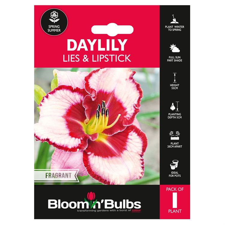 Picture of DAYLILY LIES & LIPSTICK 1pk