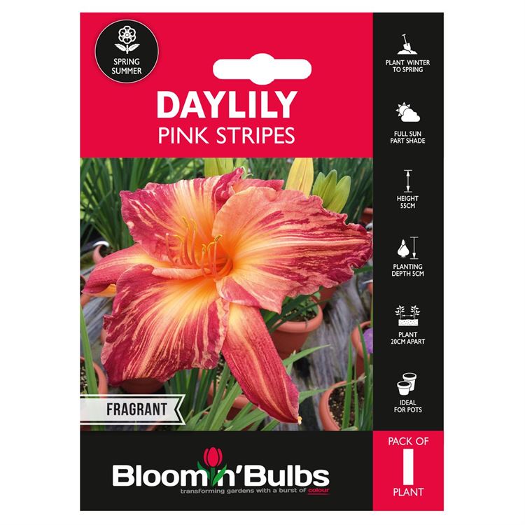 Picture of DAYLILY PINK STRIPES 1pk