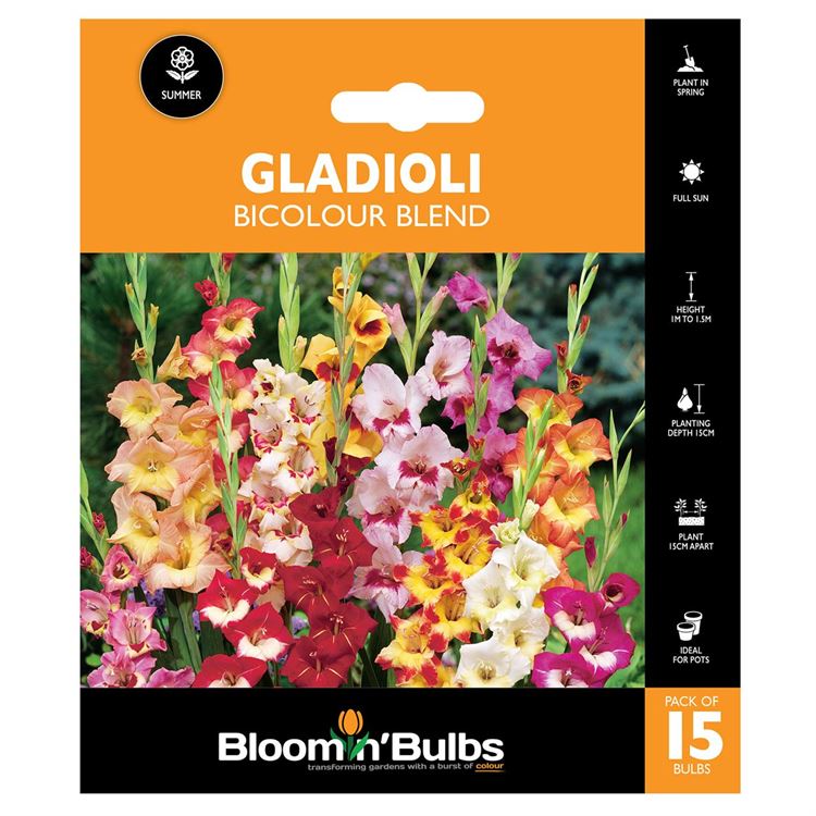 Picture of GLADIOLI BICOLOUR BLEND 15pk