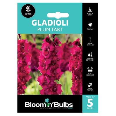 Picture of GLADIOLI PLUM TART 5pk