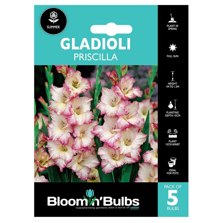 Picture of GLADIOLI PRISCILLA 5pk