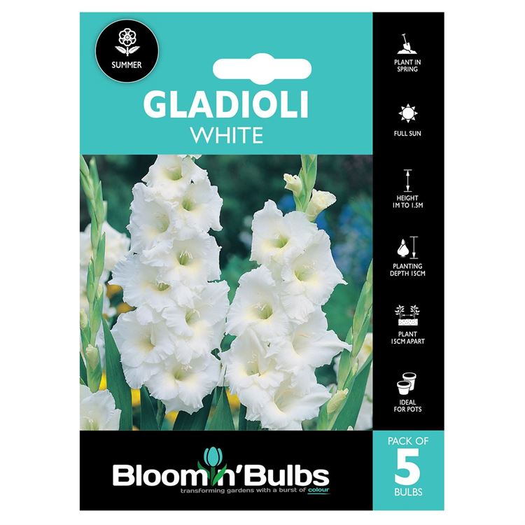 Picture of GLADIOLI WHITE 5pk