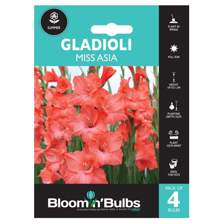 Picture of GLADIOLI MISS ASIA 4pk