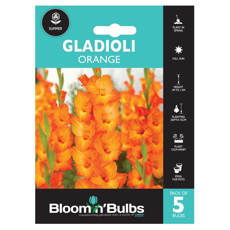 Picture of GLADIOLI ORANGE 5pk