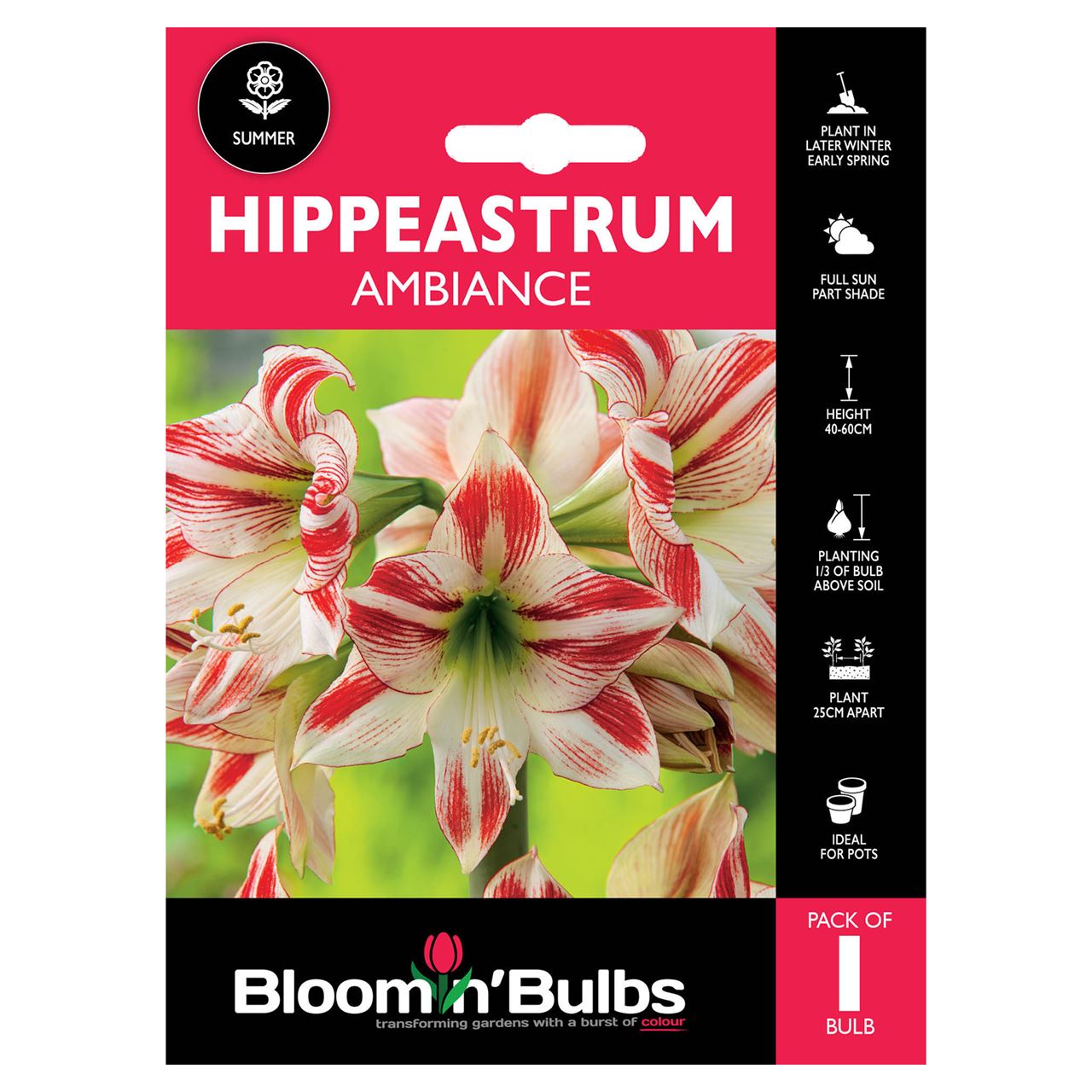 Bloomin Bulbs. HIPPEASTRUM AMBIANCE 1pk