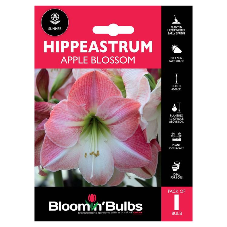 Picture of HIPPEASTRUM APPLE BLOSSOM 1pk