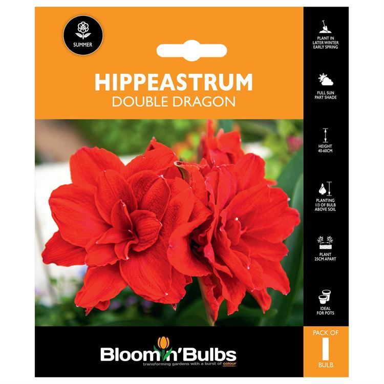 Picture of HIPPEASTRUM DOUBLE DRAGON 1pk