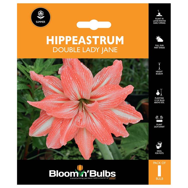 Picture of HIPPEASTRUM DOUBLE LADY JANE 1 PK