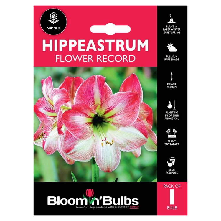 Picture of HIPPEASTRUM FLOWER RECORD 1pk