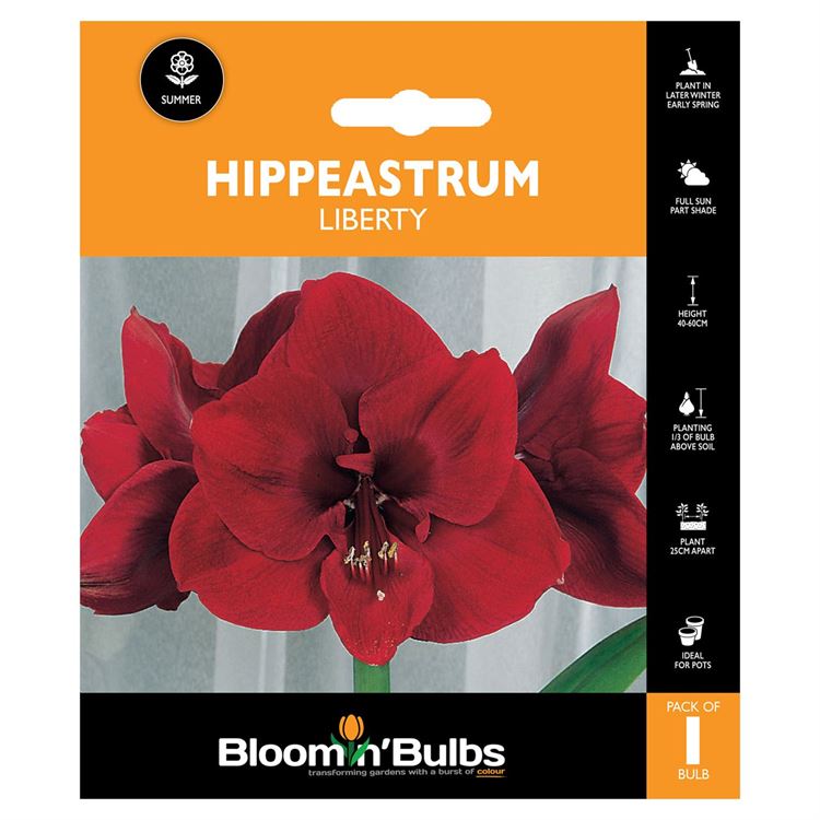 Picture of HIPPEASTRUM LIBERTY 1pk