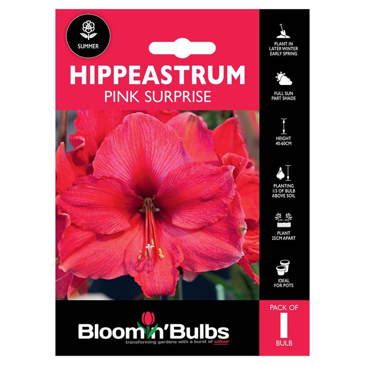 Picture of HIPPEASTRUM PINK SURPRISE 1pk