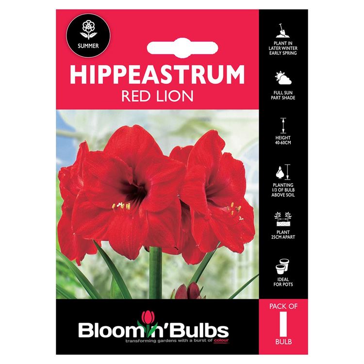 Picture of HIPPEASTRUM RED LION 1pk