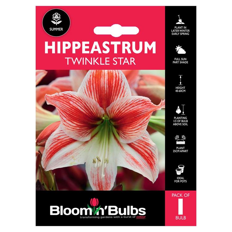 Picture of HIPPEASTRUM TWINKLE STAR 1pk