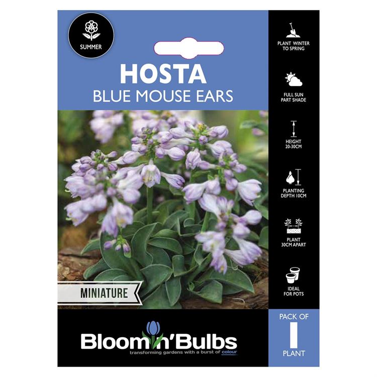 Picture of HOSTA BLUE MOUSE EARS 1pk