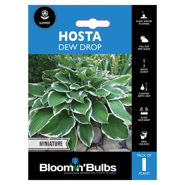 Picture of HOSTA DEW DROP 1pk