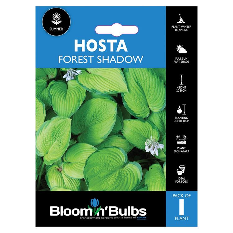 Picture of HOSTA FOREST SHADOWS 1pk